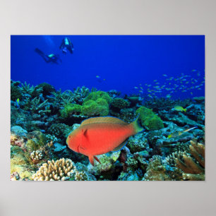 Fårhuvud Papegojfisk Scarus Poster
