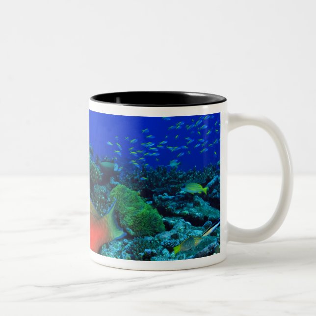 Fårhuvud Papegojfisk Scarus Två-Tonad Mugg (Höger)