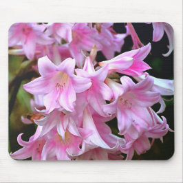Fårik Rosa Belladonna Amaryllis Lilies Musmatta