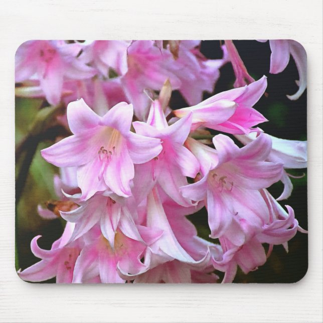 Fårik Rosa Belladonna Amaryllis Lilies Musmatta (Framsidan)