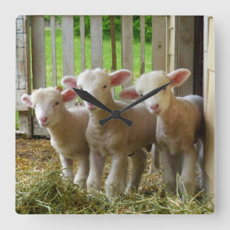 FårLambs kvadrerar tar tid på Fyrkantig Klocka