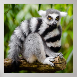 Farlig lårdjur poster