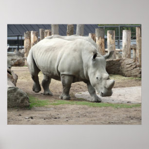 Farlig nordvit Rhinos Poster