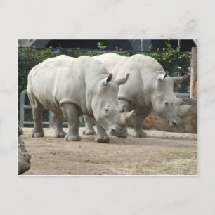 Farlig nordvit Rhinos Vykort