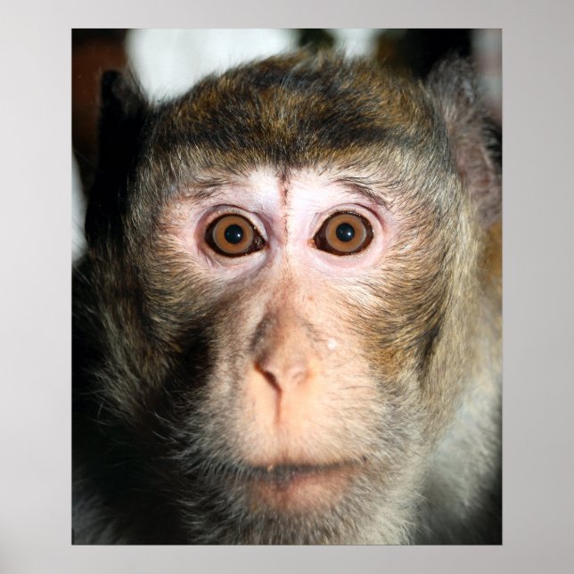 Farlig regnskogsapa poster (Framsidan)