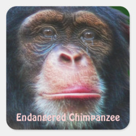 Farligt Chimpanzees African Wildlife Sticker Fyrkantigt Klistermärke