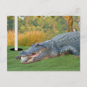 Farligt Ljug Golfing Alligator-vykort Vykort