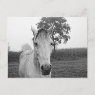 Farm Black and White Animal Photography Horse Vykort