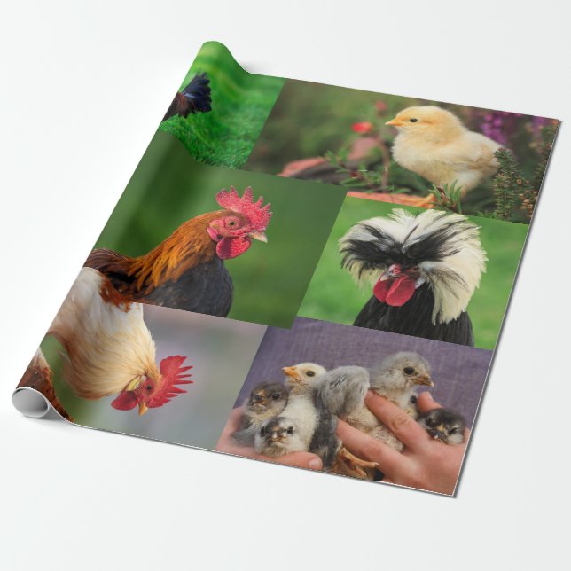 Farm Chickens Photo Collage Presentpapper (Utrullad)