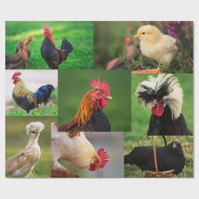 Farm Chickens Photo Collage Presentpapper (Platt)