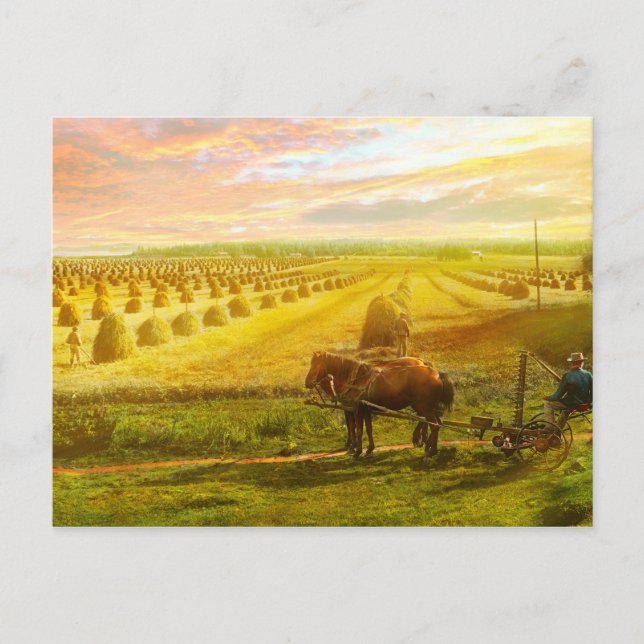 Farm - Finland - Fält av hopp 1899 Vykort (Framsida)