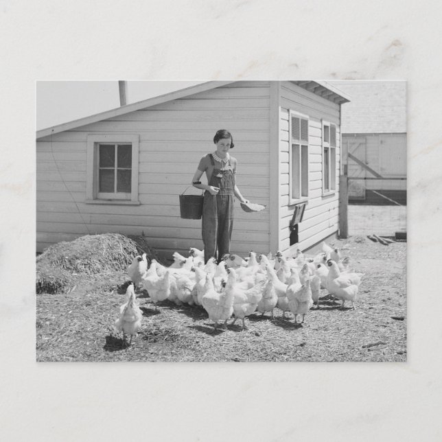 Farm Girl Matande Chickens 1936 Vykort (Framsida)