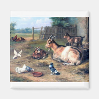 Farm Goat Kids Pigeons Magnet