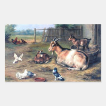 Farm Goat Kids Pigeons