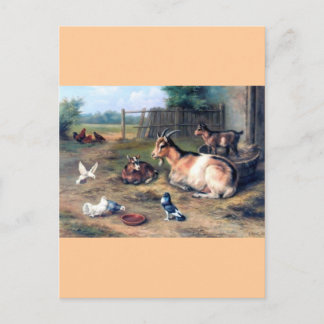 Farm Goat Kids Pigeons Vykort