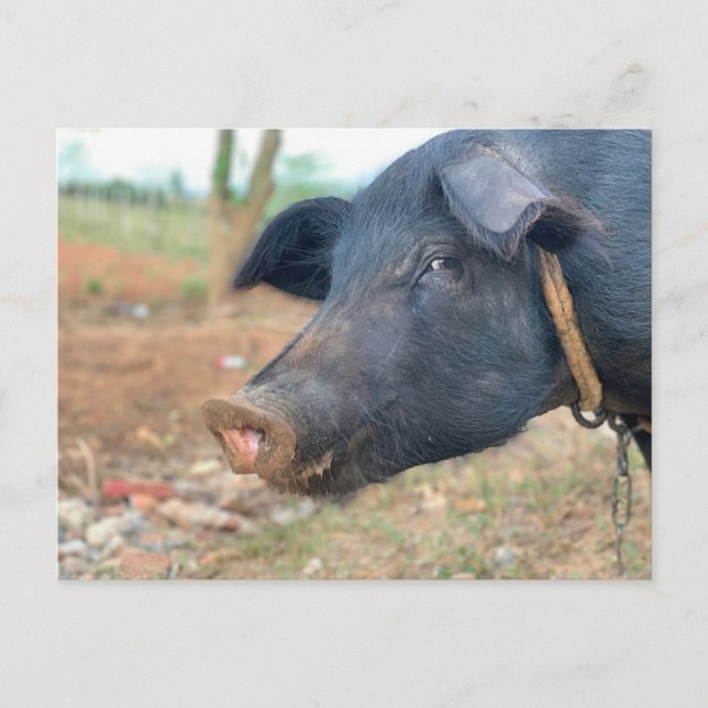 Farm Gris Design Vykort (Framsida)