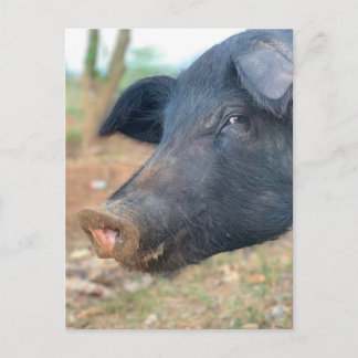 Farm Gris Design Vykort