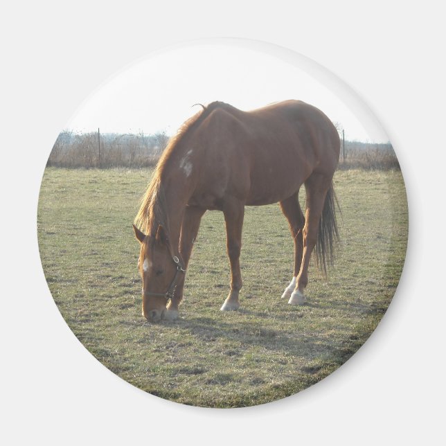 Farm Horse Grazing Magnet (Framsidan)