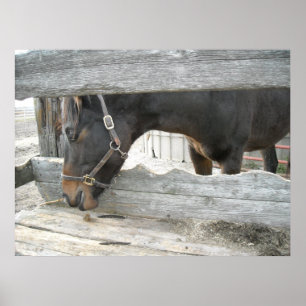 Farm Horse Humor Poster