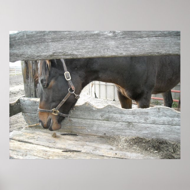 Farm Horse Humor Poster (Framsidan)