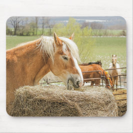 Farm Horse Munching on Some Hay Musmatta