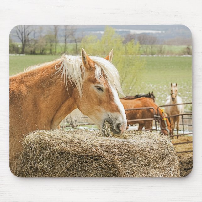 Farm Horse Munching on Some Hay Musmatta (Framsidan)