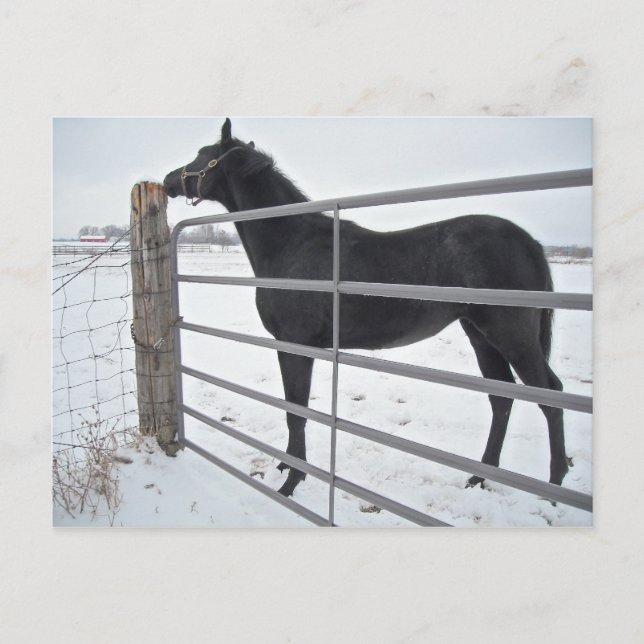 Farm Horse Vykort (Framsida)