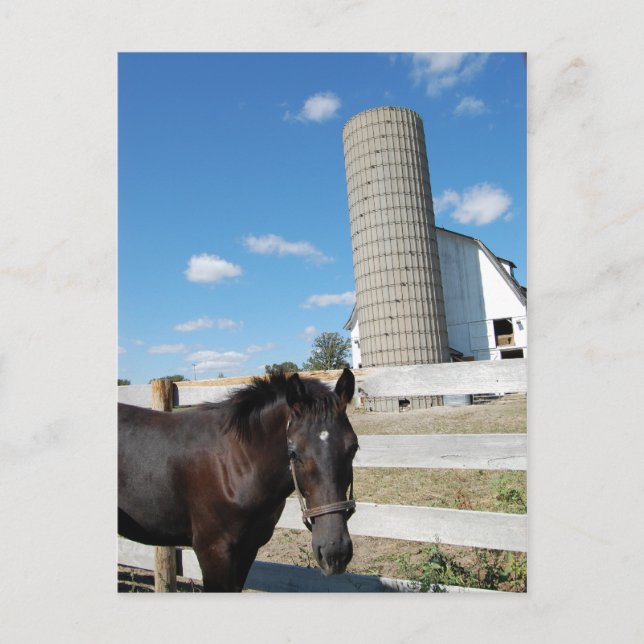 Farm Horse Vykort (Framsida)