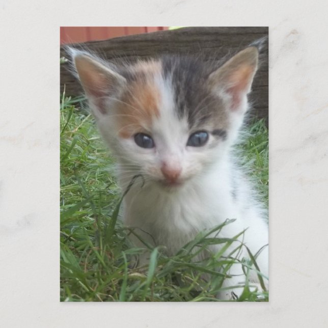 Farm Kitten Vykort (Framsida)