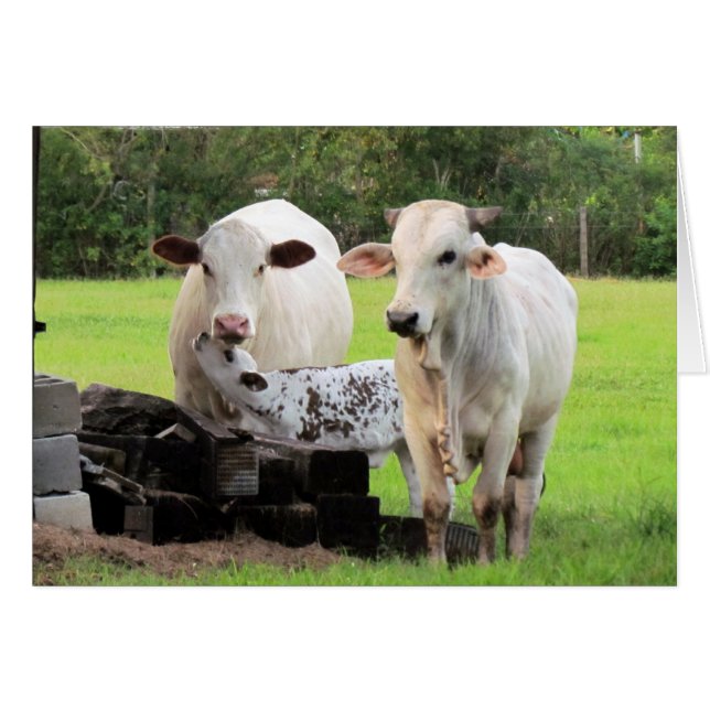 Farm Life (7329) - Kor Hälsningskort (Framsidan Horizontal)