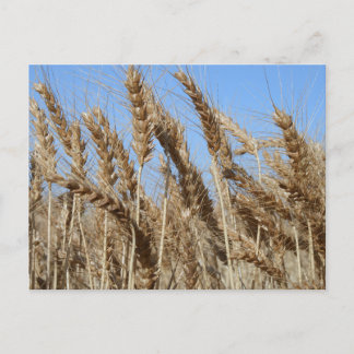 Farm Life USA Wheat Postcard Vykort