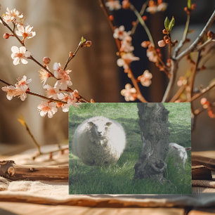 FårModer och Lamm Vår Naturfotografi Kort