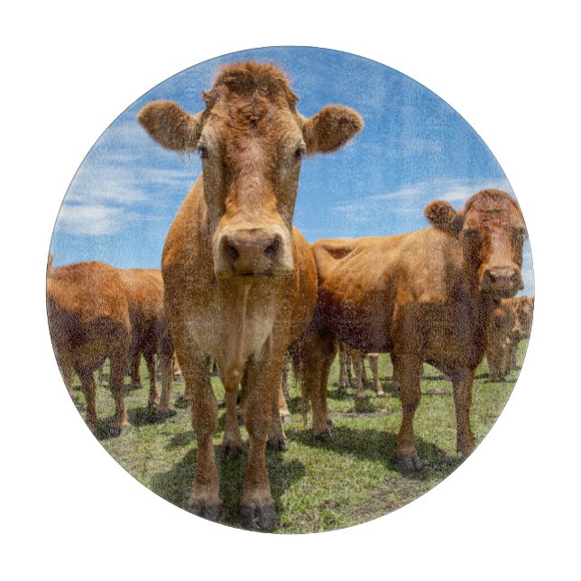 Farms | Brown Cow Group (Framsidan)