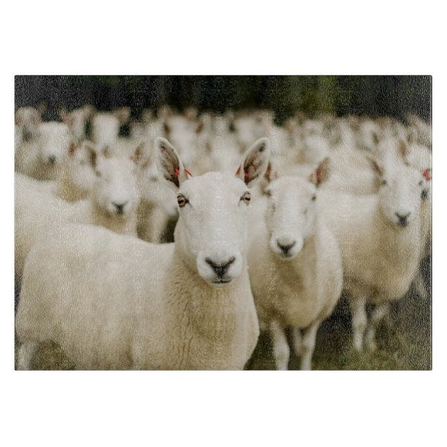 Farms | Herd of Sheep (Framsidan)