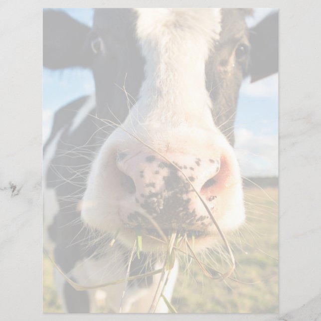Farms | Holstein Cow Chewing (Framsida)