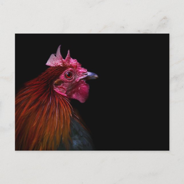 Farms | Rooster Head Shot Vykort (Framsida)