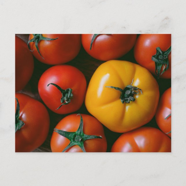 Farms | Shiny Red & Yellow Tomatoes Vykort (Framsida)