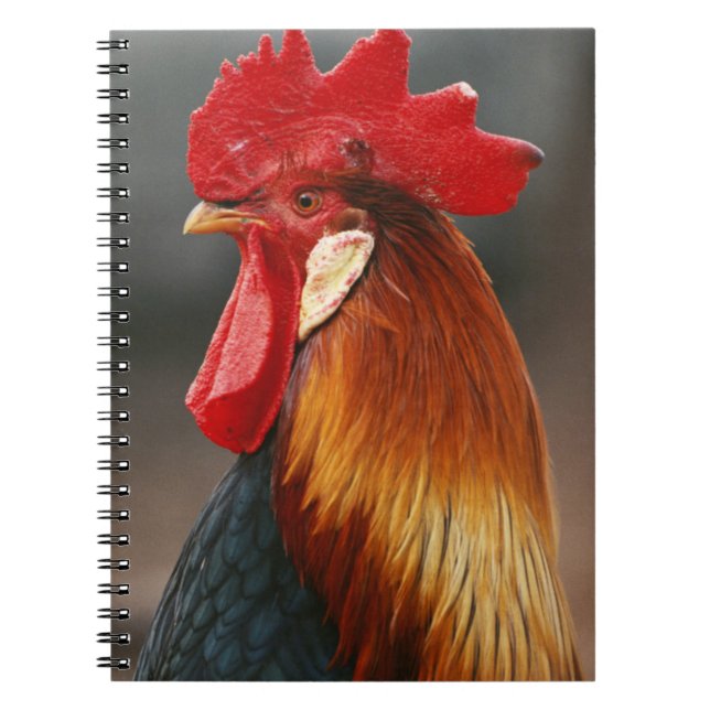 Farmyard Domestic Tupp Anteckningsbok Med Spiral (Framsidan)
