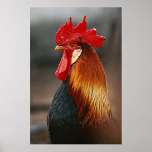 Farmyard Domestic Tupp Poster