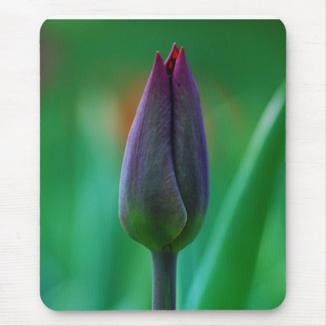 Färsk blommande lila tulpan musmatta (Framsidan)