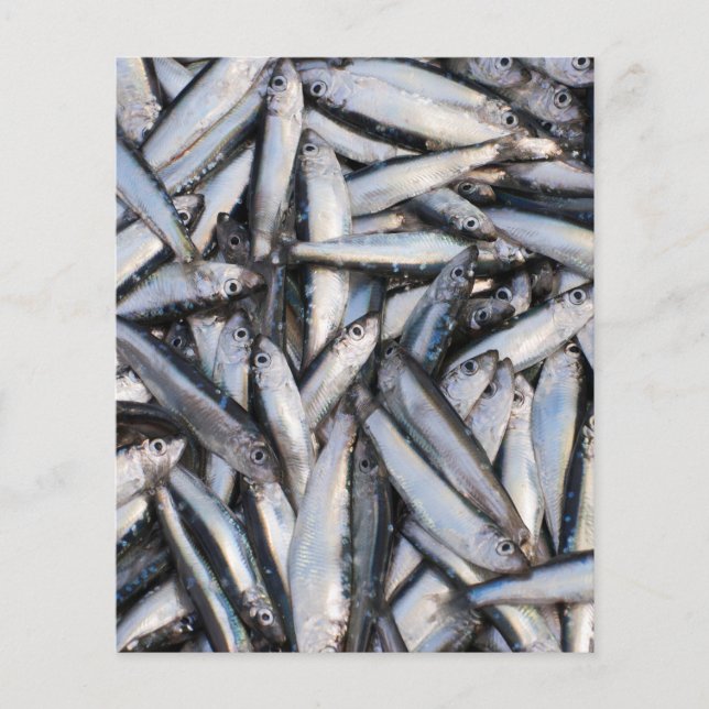 Färsk fiskfångst - livsmedelsingredienser. flygblad (Framsidan)