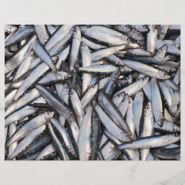 Färsk fiskfångst - livsmedelsingredienser. reklamblad (Framsidan)