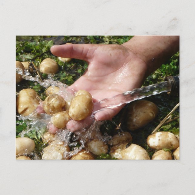 Färsk Garden-potatis Tvättas Vykort (Framsida)