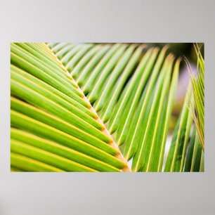 Färsk grönt handflatan träd löv poster