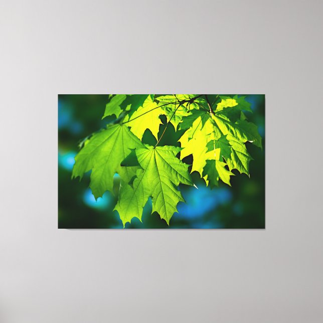 Färsk grönt, kapsel löv canvastryck (Framsida)