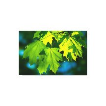 Färsk grönt, kapsel löv