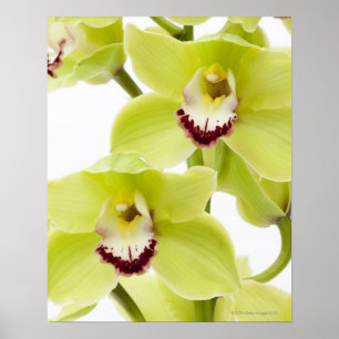 Färsk Grönt Orchid - Isolerad på vitt Poster