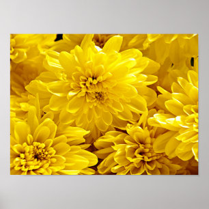 Färsk Gula blommor Stäng Poster