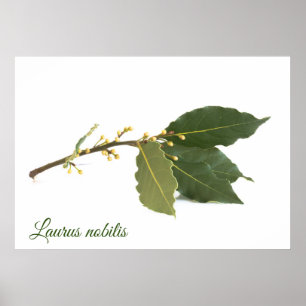 Färsk lagerlöv poster