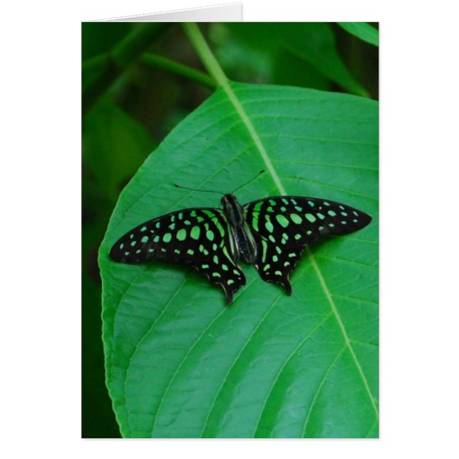 Färsk och Grönt OBS Kort (Framsidan)